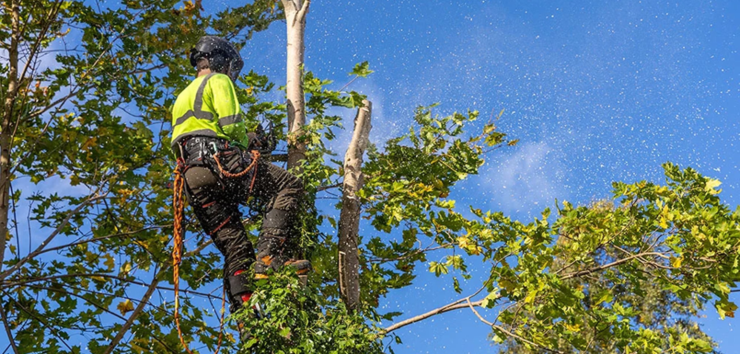 Tree Surgery in Colchester: Expert Arborist Services Across Essex
