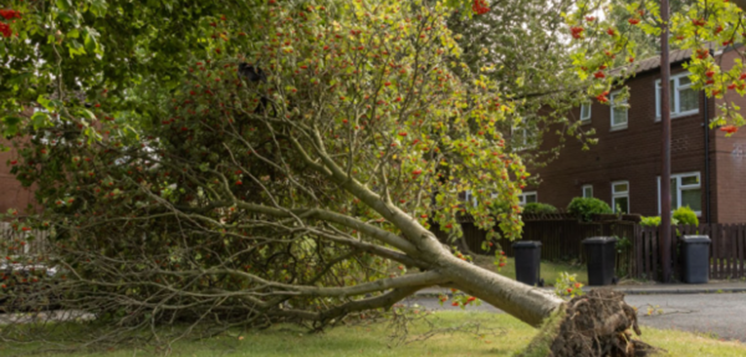 Tree Surgery in Colchester: Expert Arborist Services Across Essex