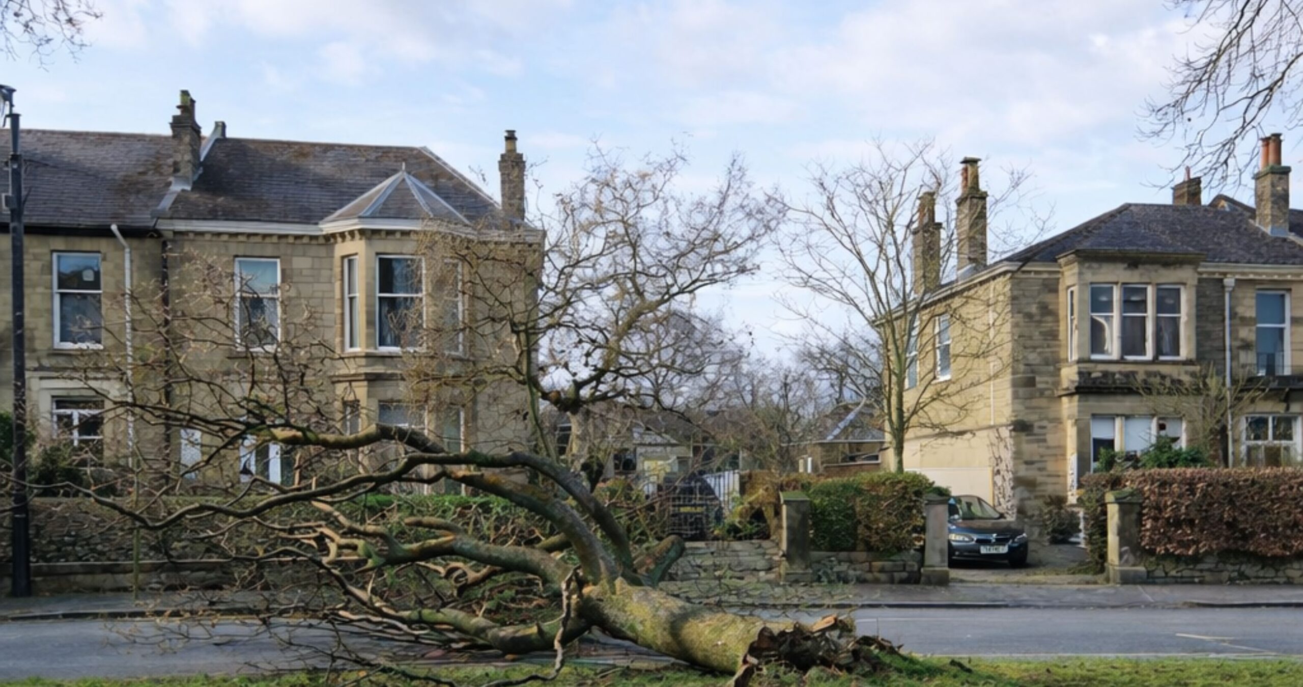 A Complete Guide to British Tree Species and Professional Tree Care in North Essex and South Suffolk
