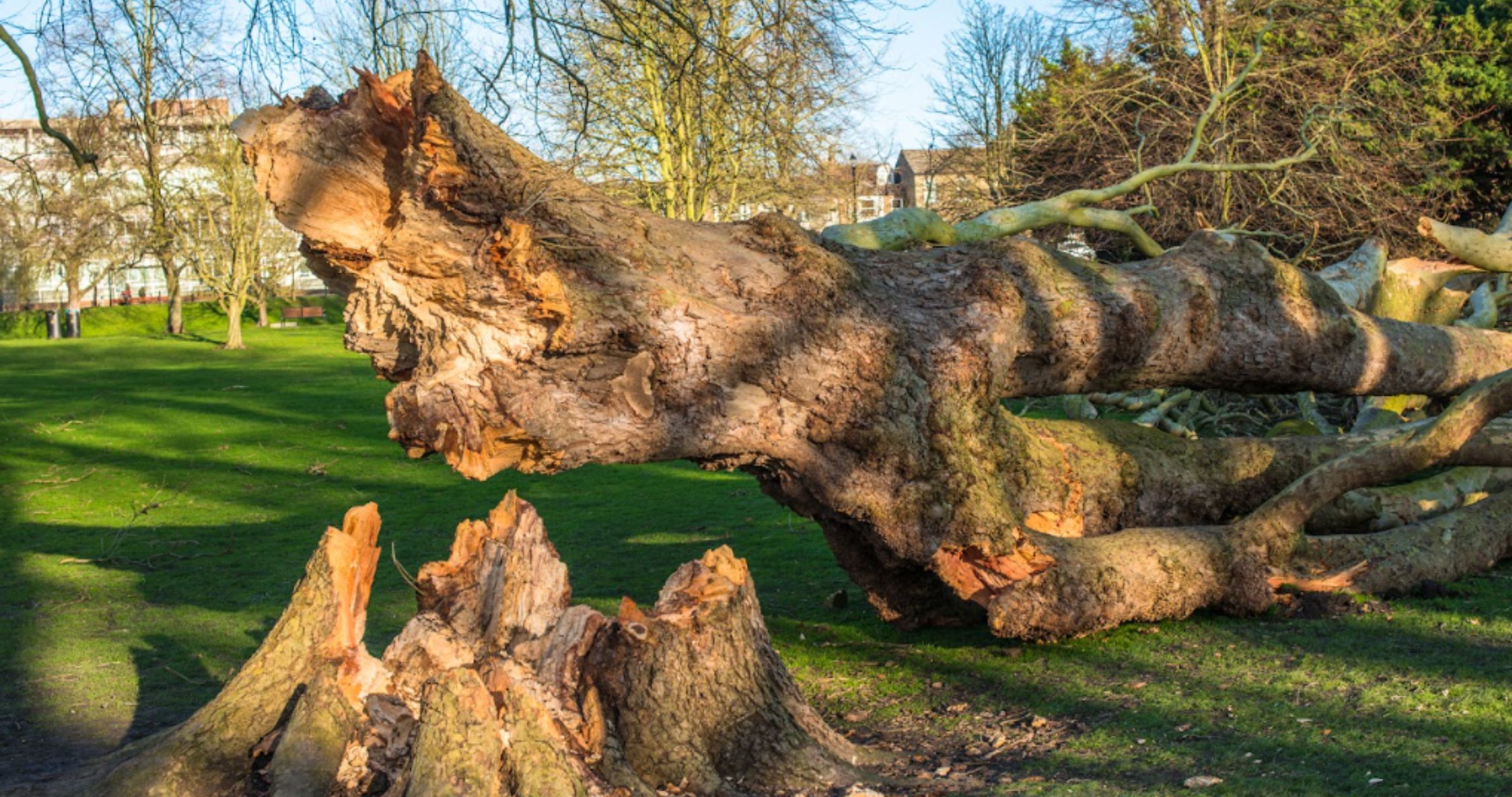 A Day in the Life of a Local Tree Surgeon in Colchester and North Essex