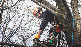 Tree-Pruning-Trimming